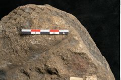 Foto (Detailansicht) von Lepidodendron aculeatum St. (NHMW-GEO-2024-0188-11019)